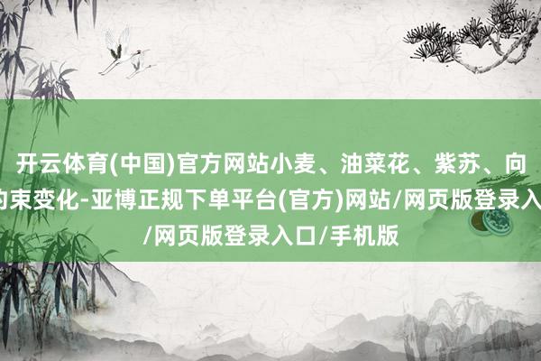 开云体育(中国)官方网站小麦、油菜花、紫苏、向日葵颜色约束变化-亚博正规下单平台(官方)网站/网页版登录入口/手机版